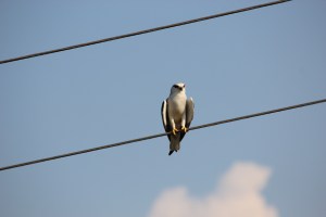 IMG_0458