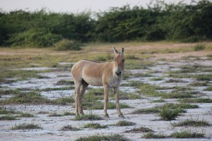 IMG_0500